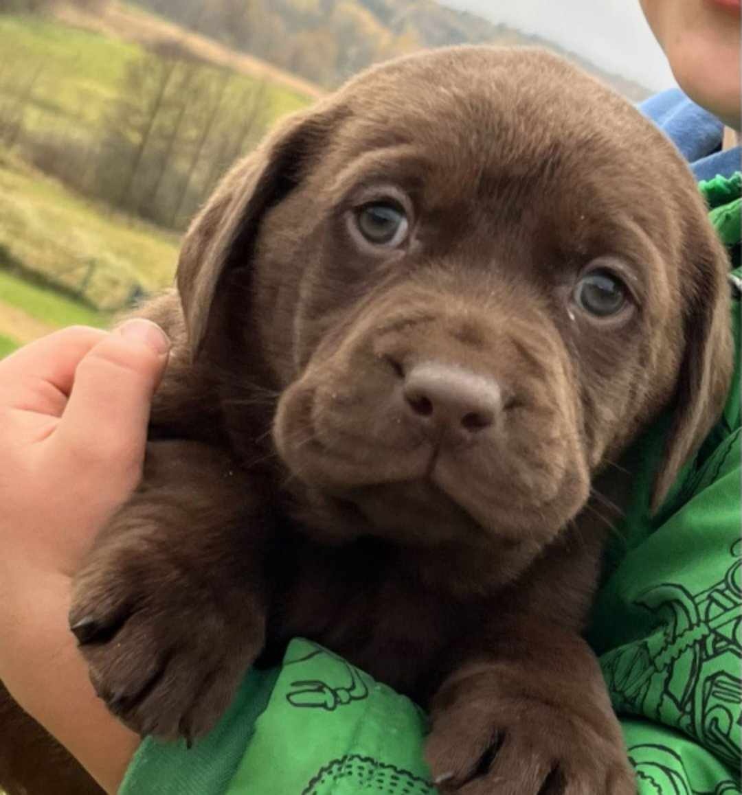 Čistokrevná štěňata labrador a (IHNED)