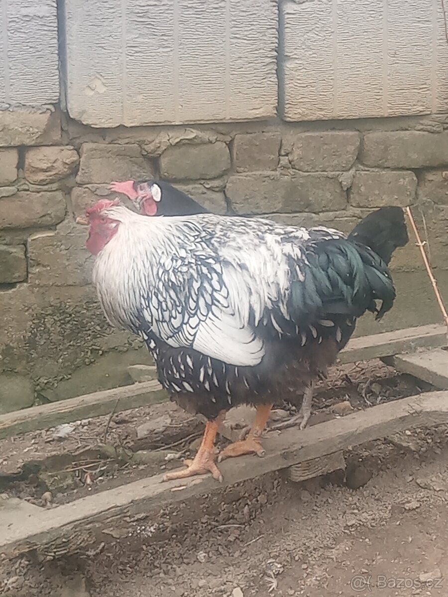 Drůbež na prodej