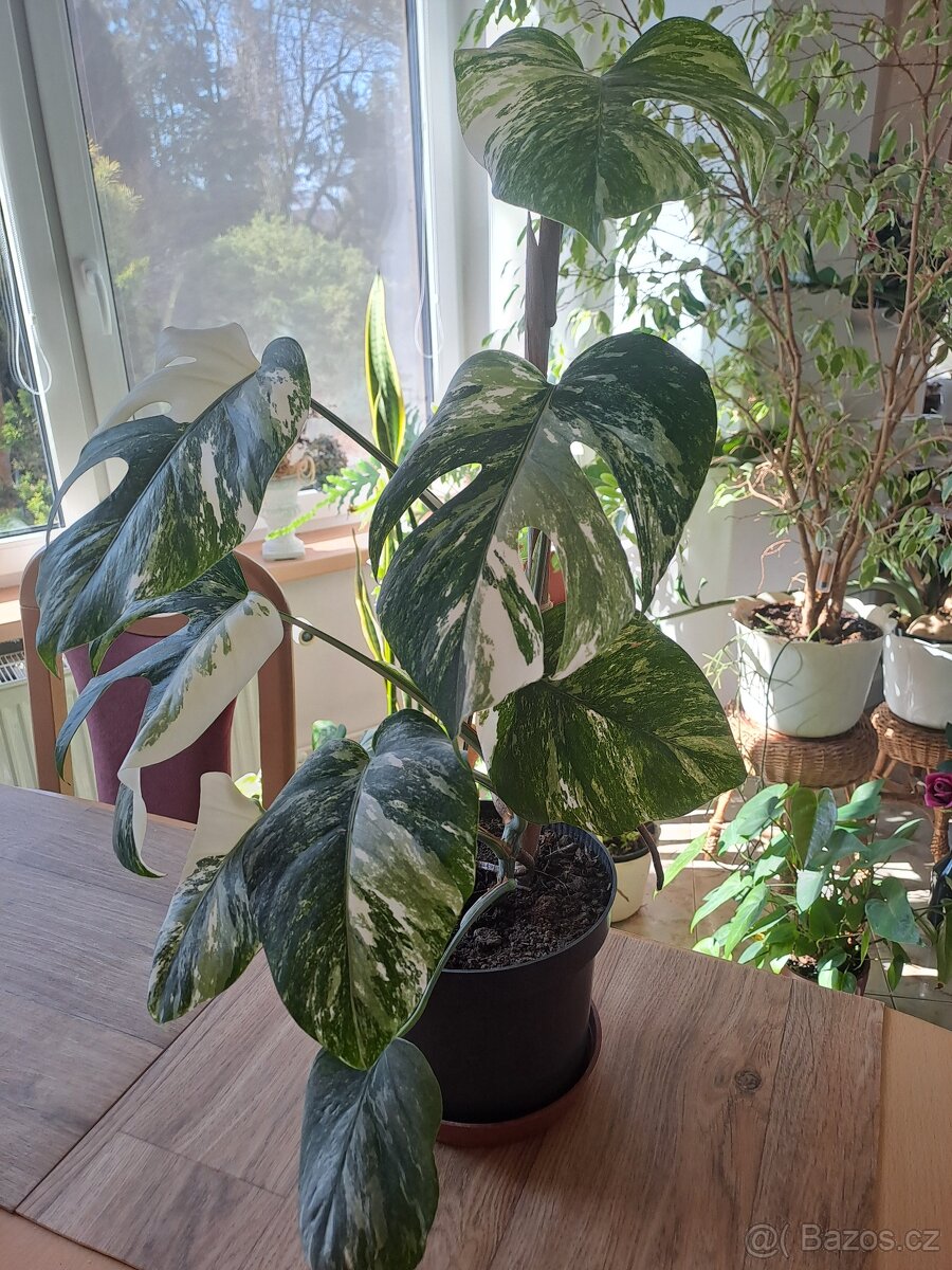 Panašovaná Monstera