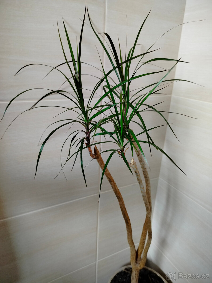 Prodám Dracaenu Marginata