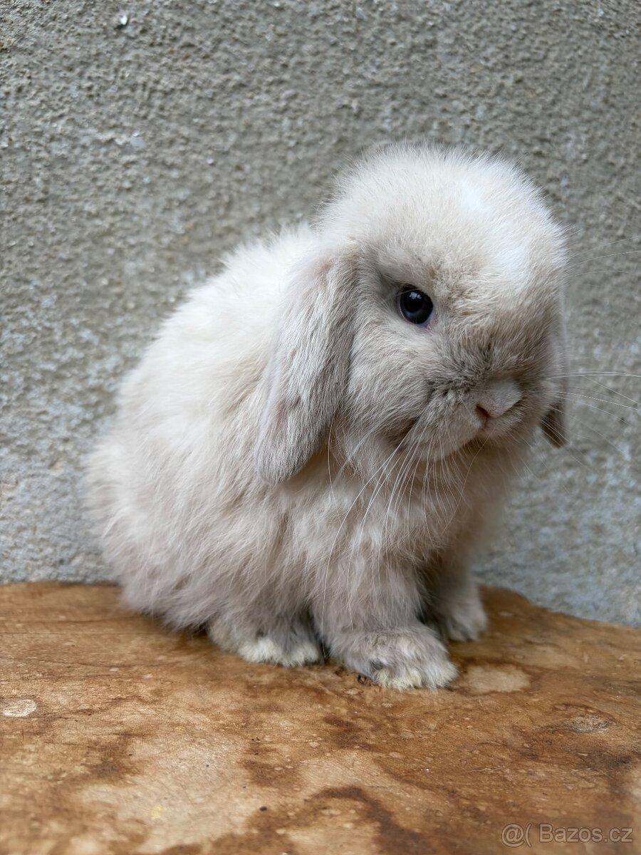 Minilop zakrslý králík