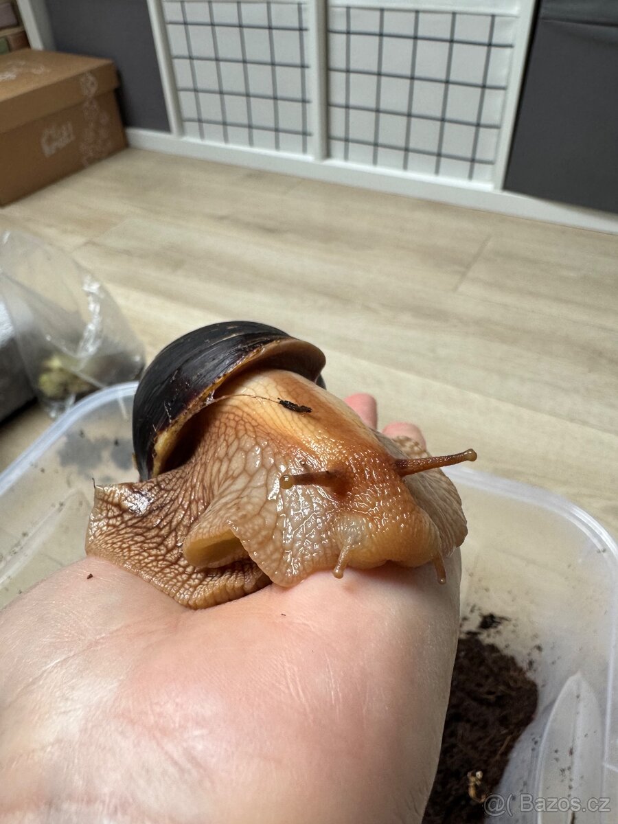 Achatina šnek africký oblovka