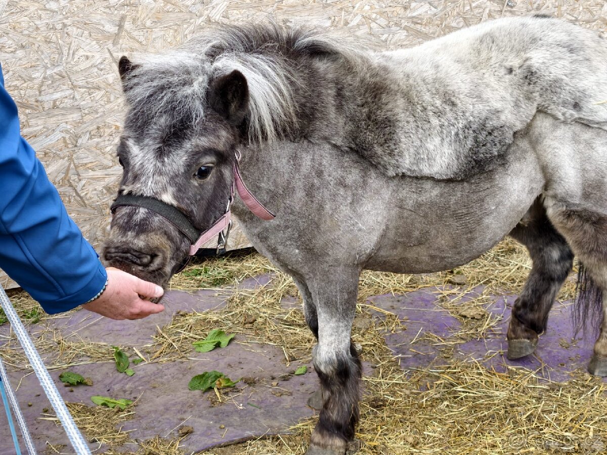 Minihorse 7 let valach plný původ