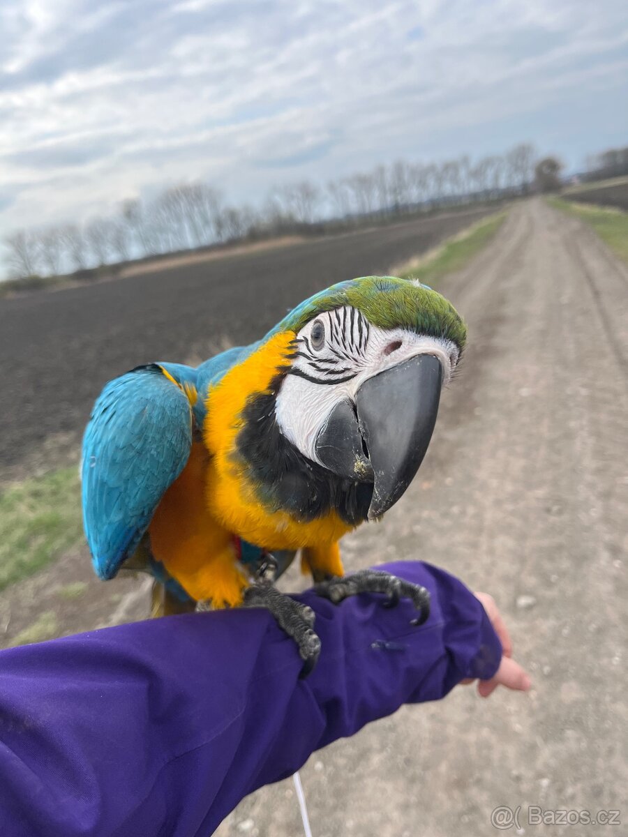 Ara ararauna