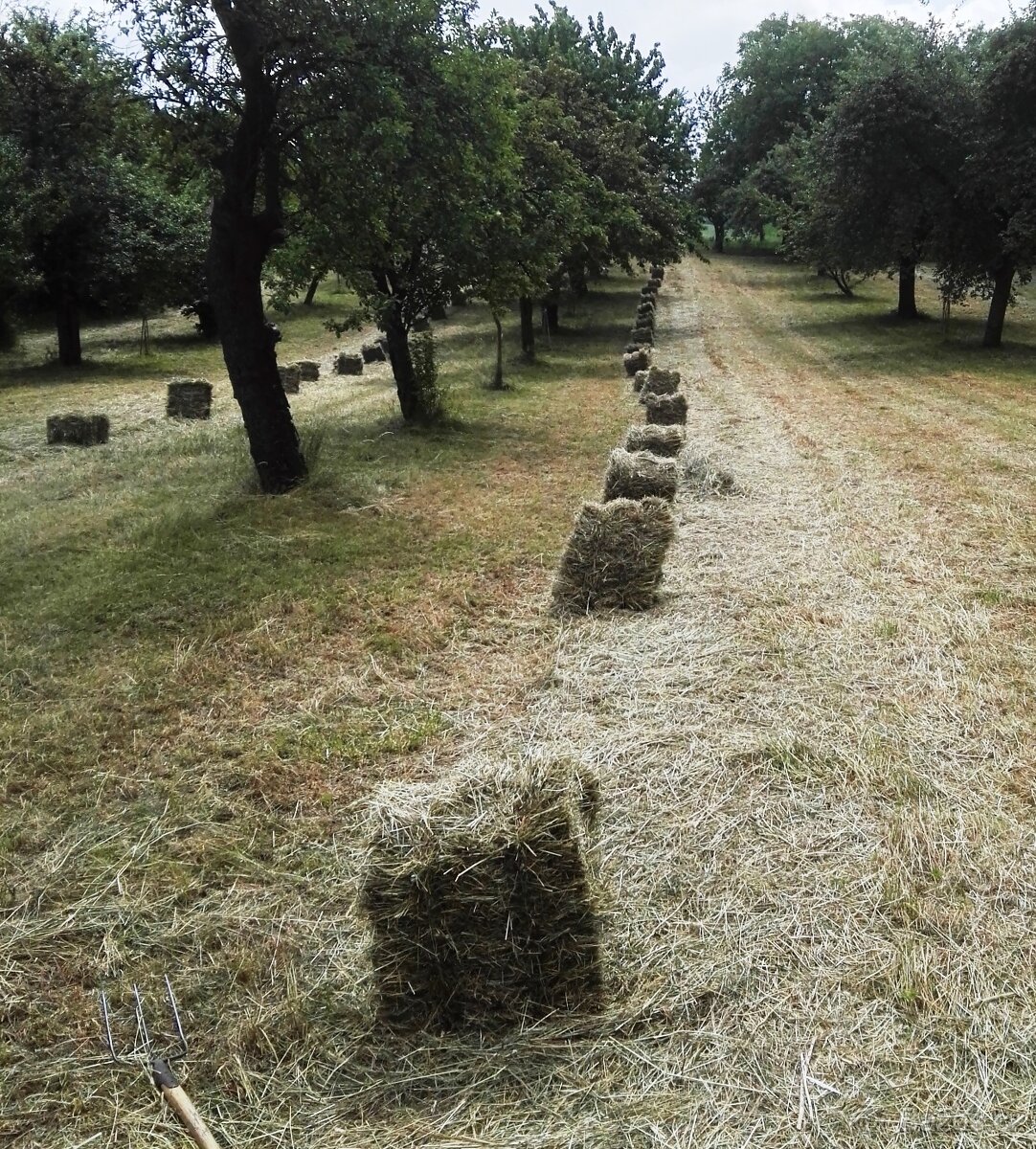 Prodám seno malé hranaté balíky