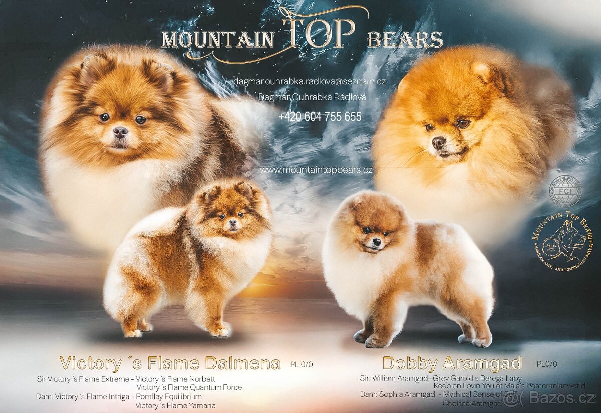 Pomeranian