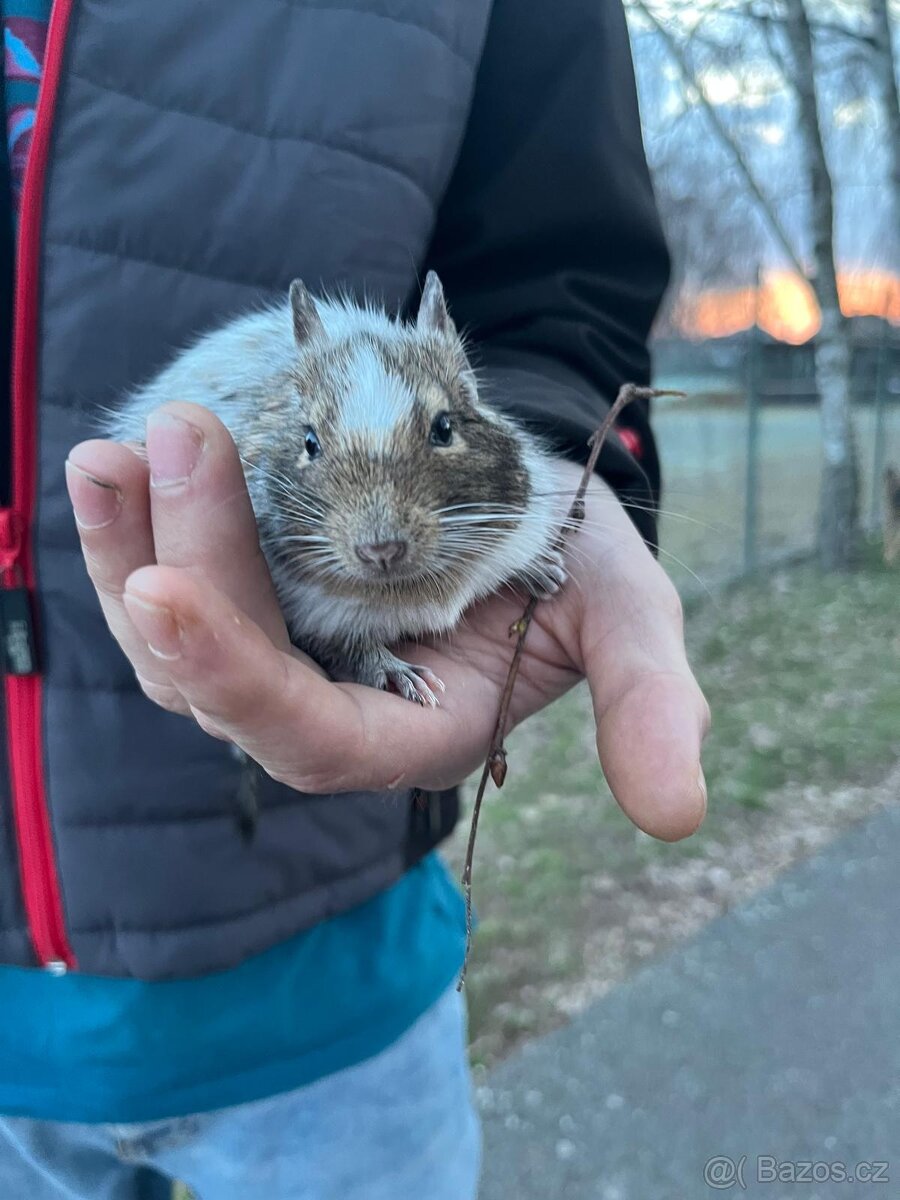 Osmák Degu