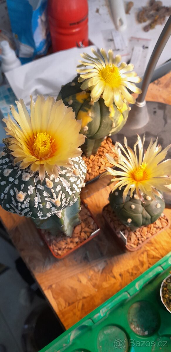 Prodej semen Astrophytum Hybridu