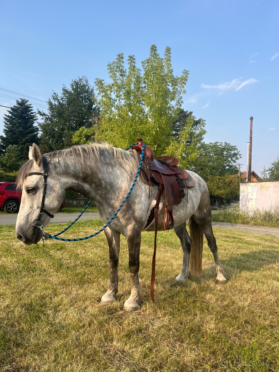 Uzdečka PS of Sweden cob