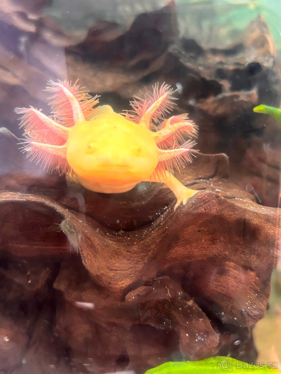 Axolotl
