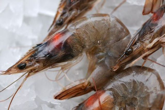 Prawn