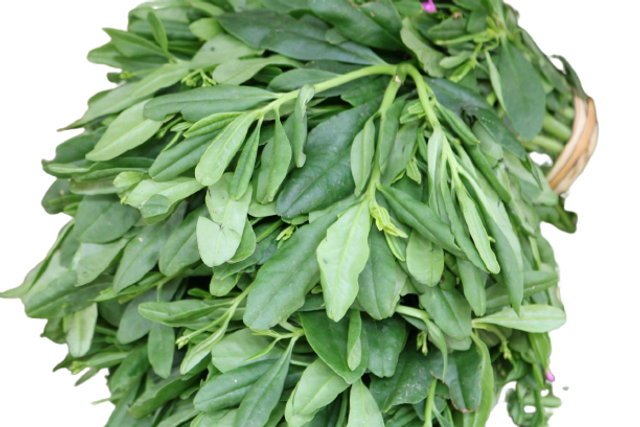 Water leaf
