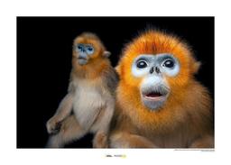 Komar Golden Snub-nosed Monkey Kunstdruk 40x30cm