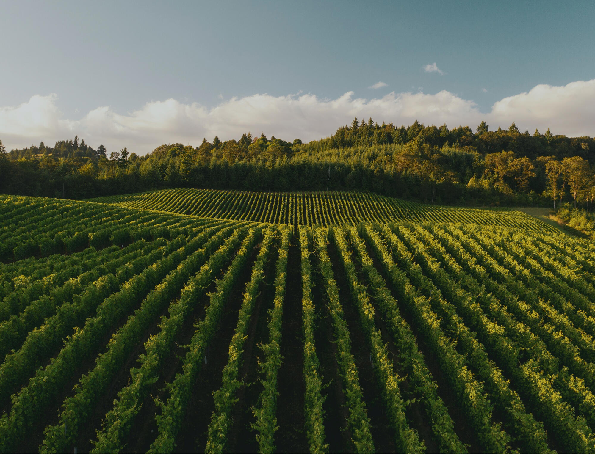 background-login-page