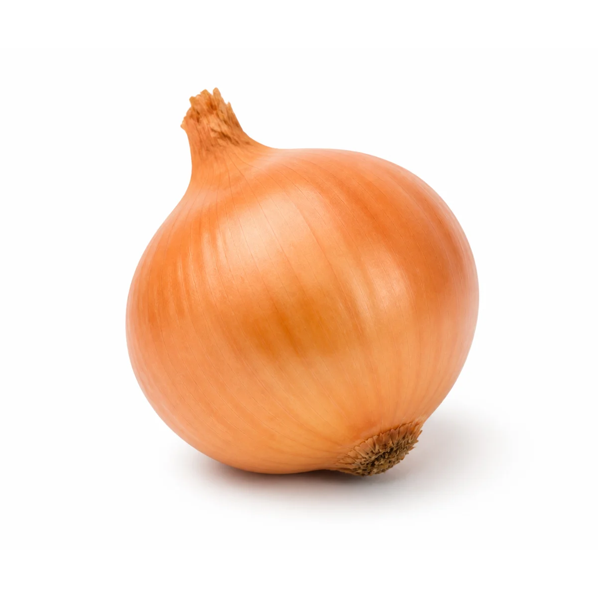 Cebula