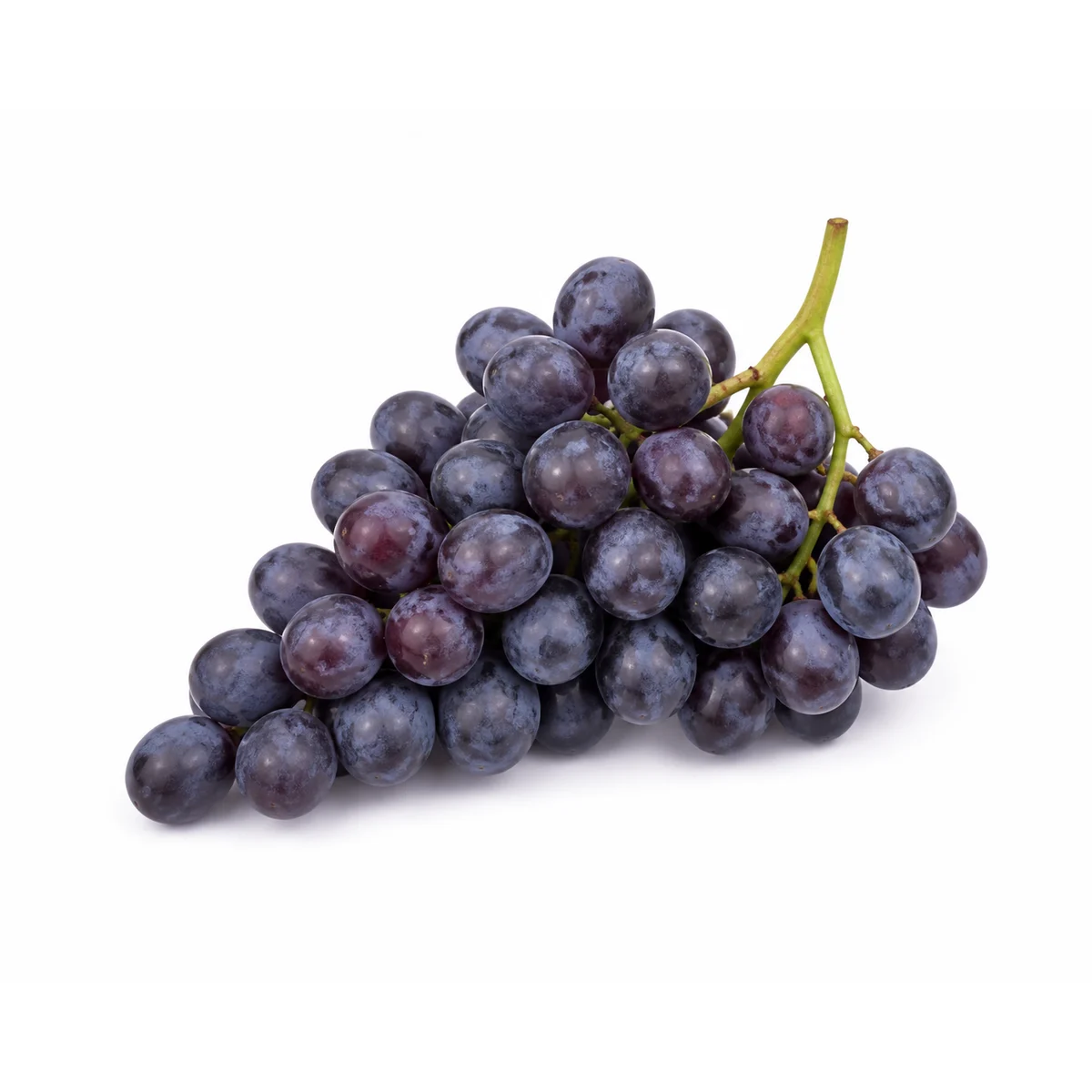 Winogron ciemny