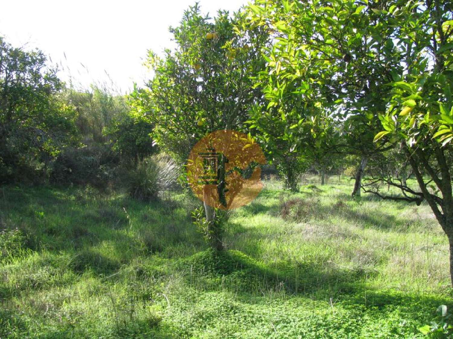  à venda terreno Azinhal Albufeira 1