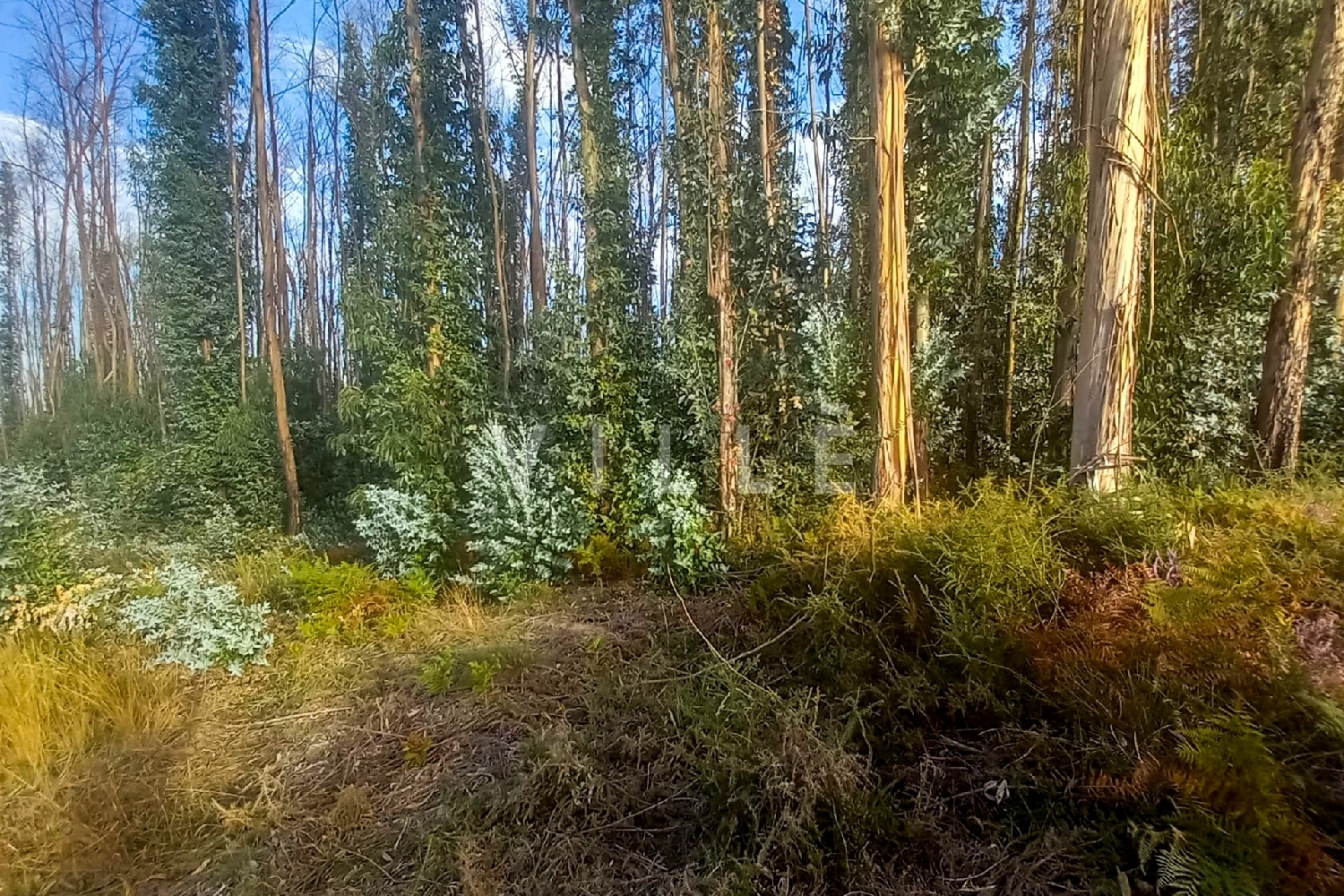 te koop huis Águeda Águeda 4