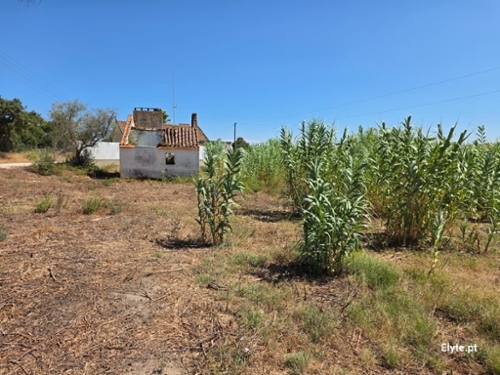 Branca Coruche house foto 339844