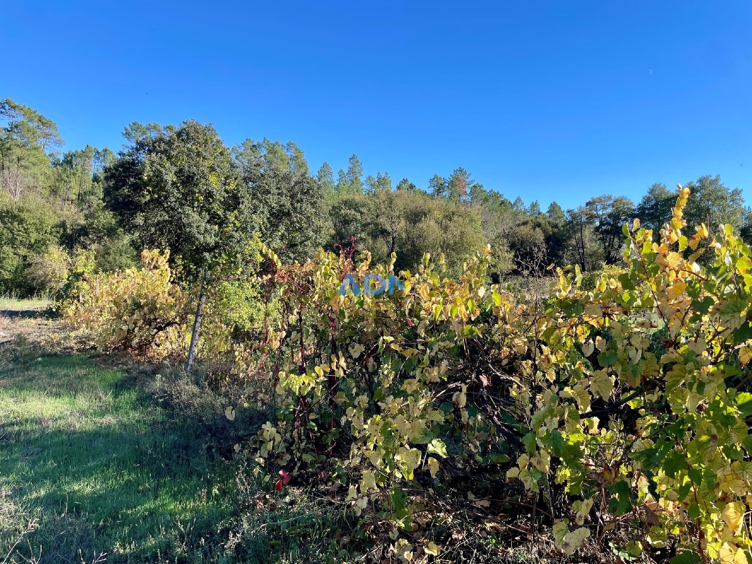  à vendre terrain Castelo Branco Castelo Branco 6