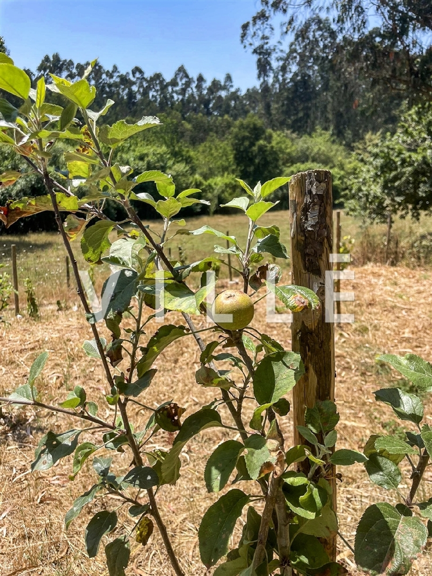 köpa hus Aveiro Aveiro 7