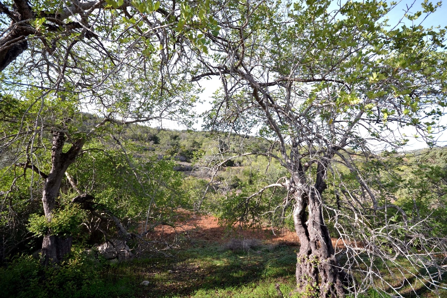  te koop terrein Loulé Loulé 6