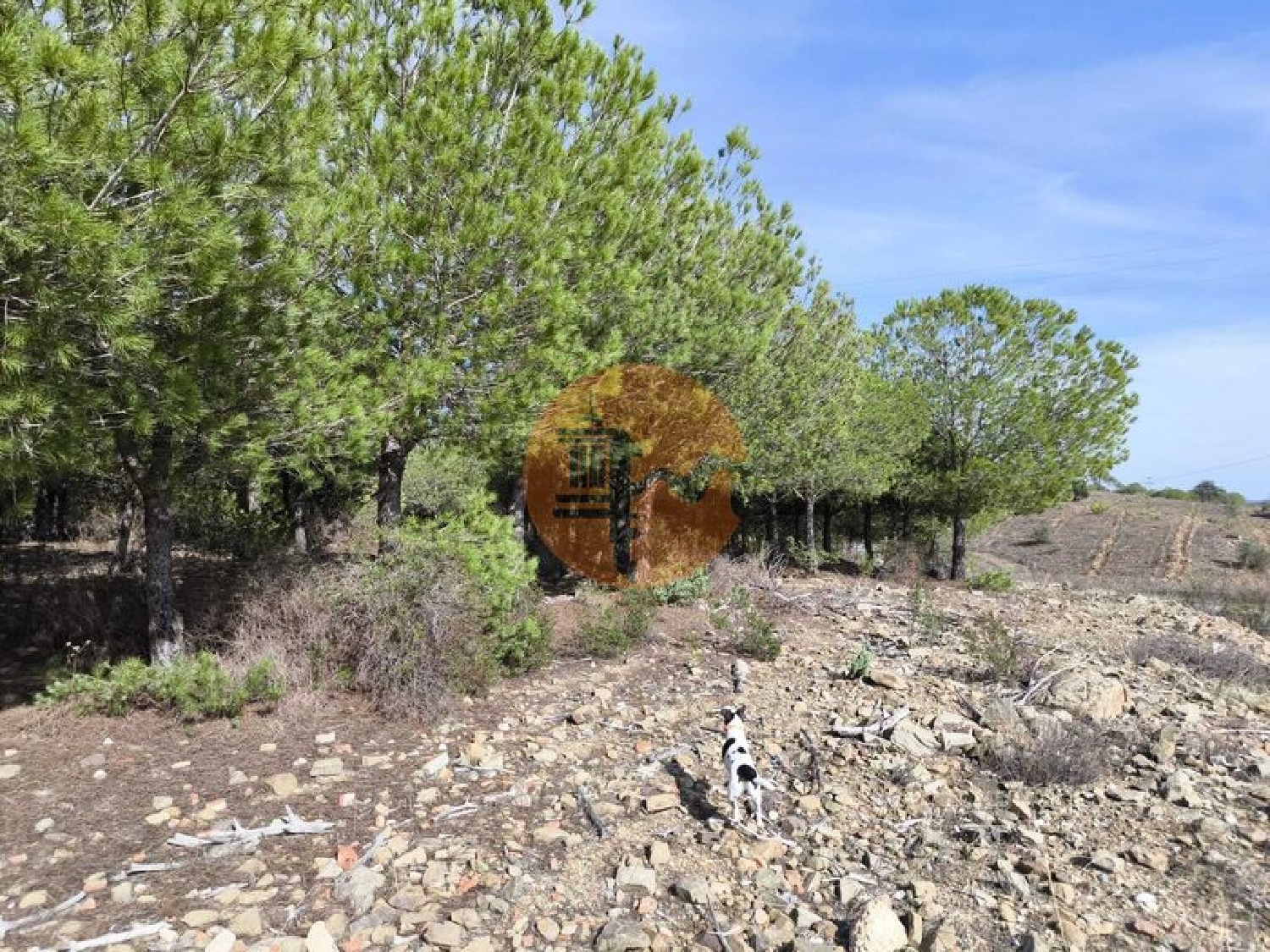  köpa tomt Alcoutim Alcoutim 8