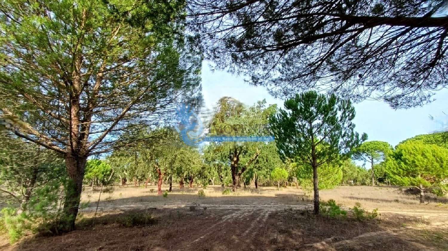 te koop boerderij Grândola Grândola 3