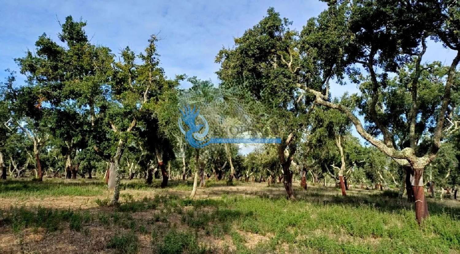  te koop boerderij Grândola Grândola 6