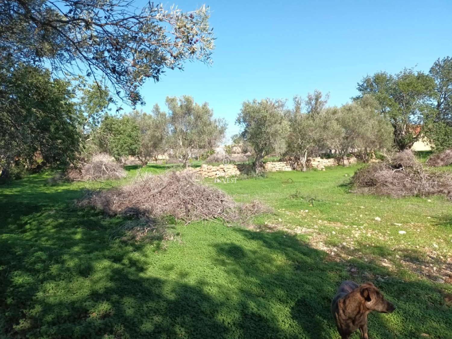  te koop terrein Loulé Loulé 6