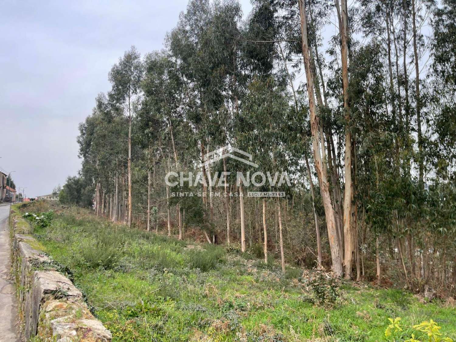 for sale terrain Gândara, Gandara Oliveira De Azeméis 3