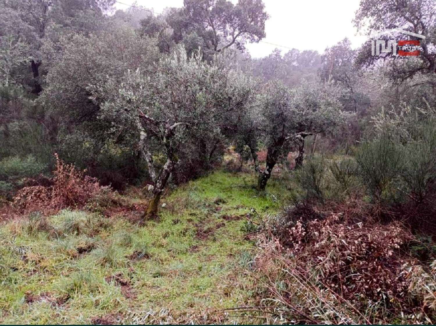  te koop terrein Castelo Branco Castelo Branco 1