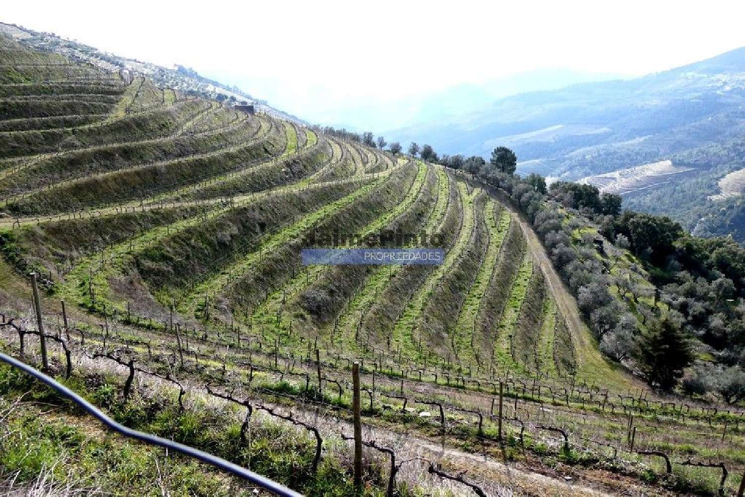  à venda terreno Sabrosa Sabrosa 1