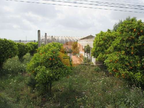 Santa Bárbara de Nexe Faro terrein foto