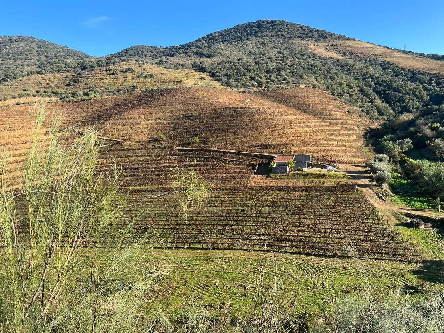  te koop terrein Vila Nova de Foz Côa Vila Nova De Foz Côa 1