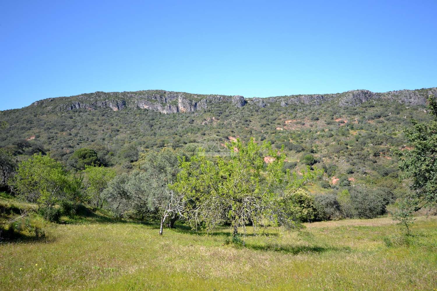 à venda terreno Loulé Loulé 2