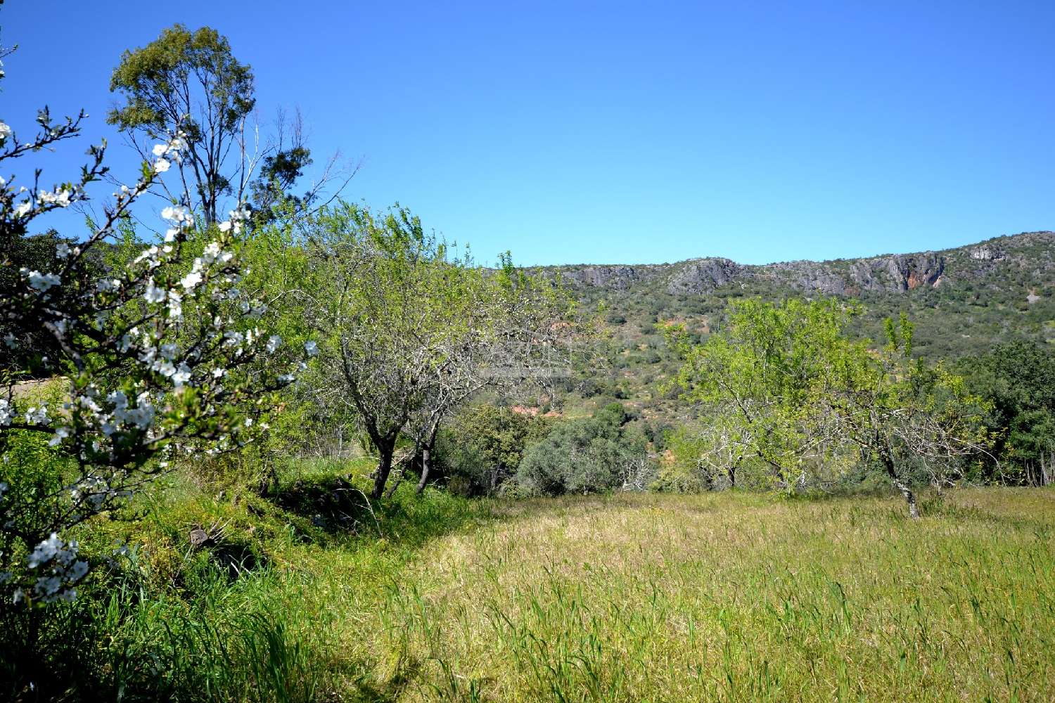  à venda terreno Loulé Loulé 7