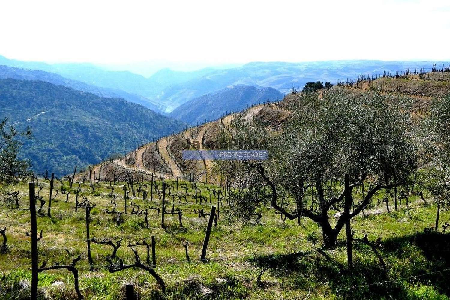  te koop terrein Ribalonga Carrazeda De Ansiães 2