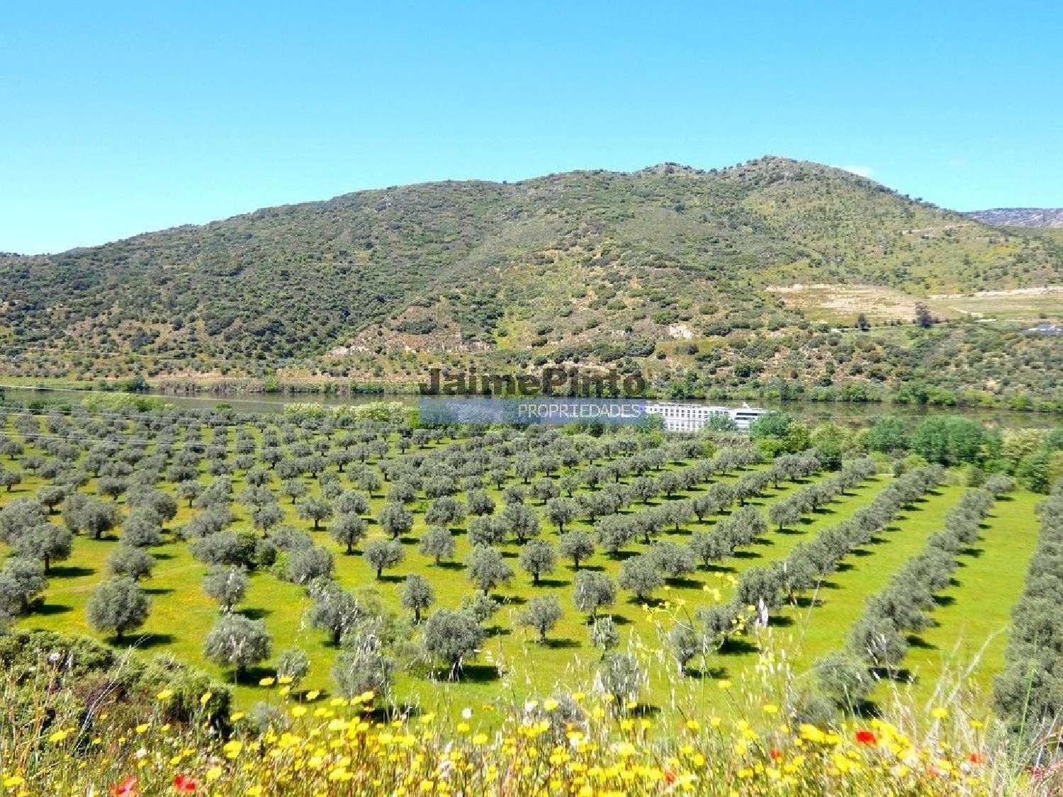 à vendre terrain Vila Nova de Foz Côa Vila Nova De Foz Côa 1