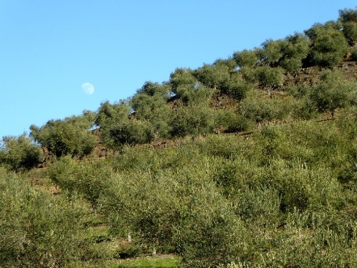 Alfândega da Fé Alfândega Da Fé maison foto 320332