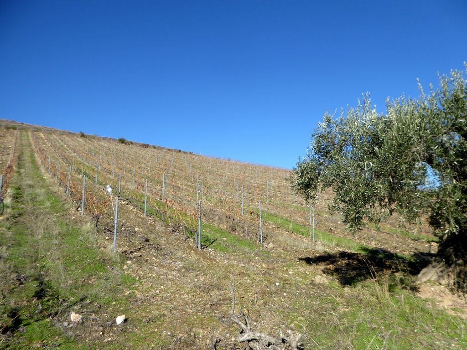 à venda casa Alfândega da Fé Alfândega Da Fé 2