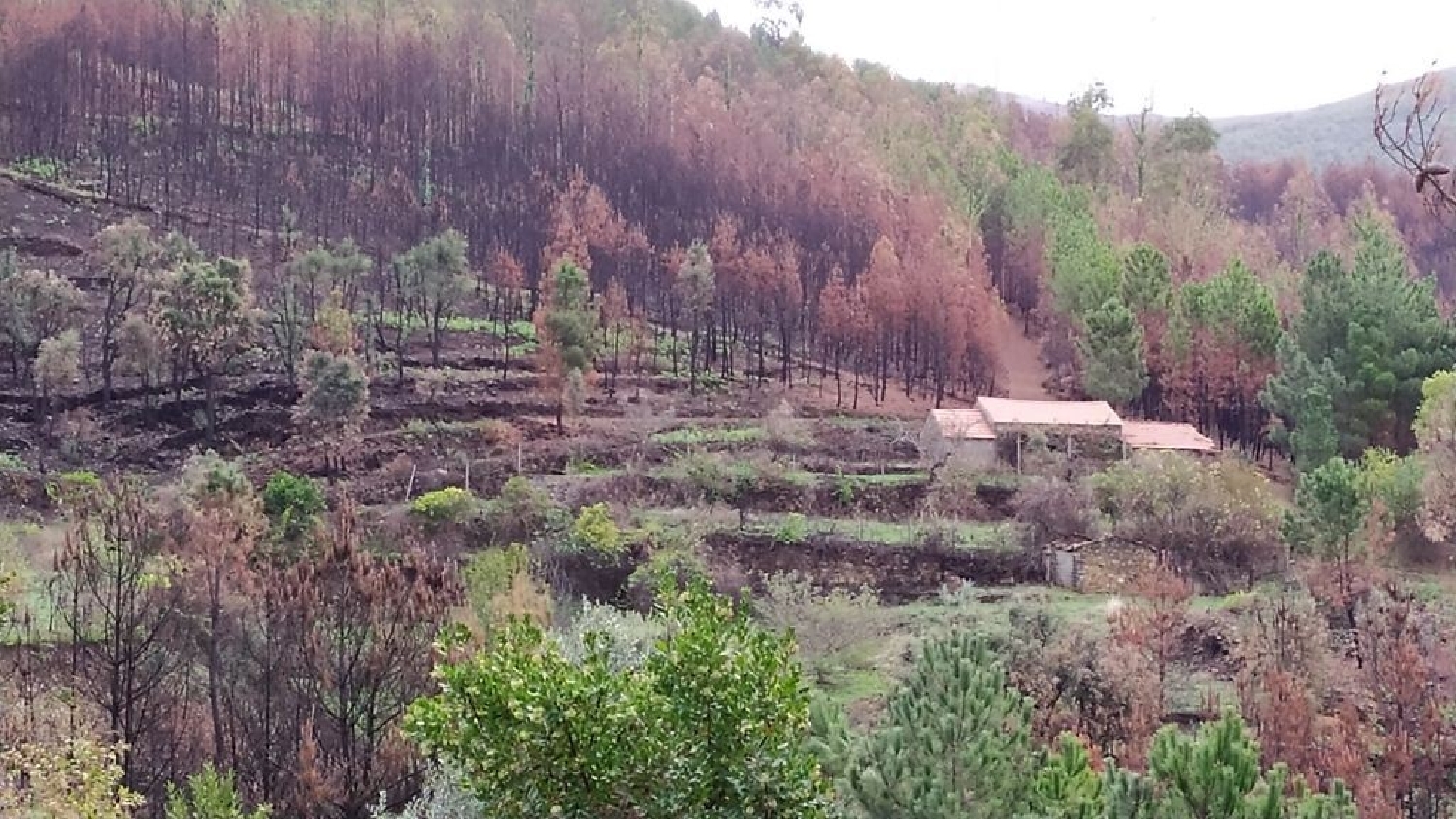  à venda casa Amieira Oleiros 1