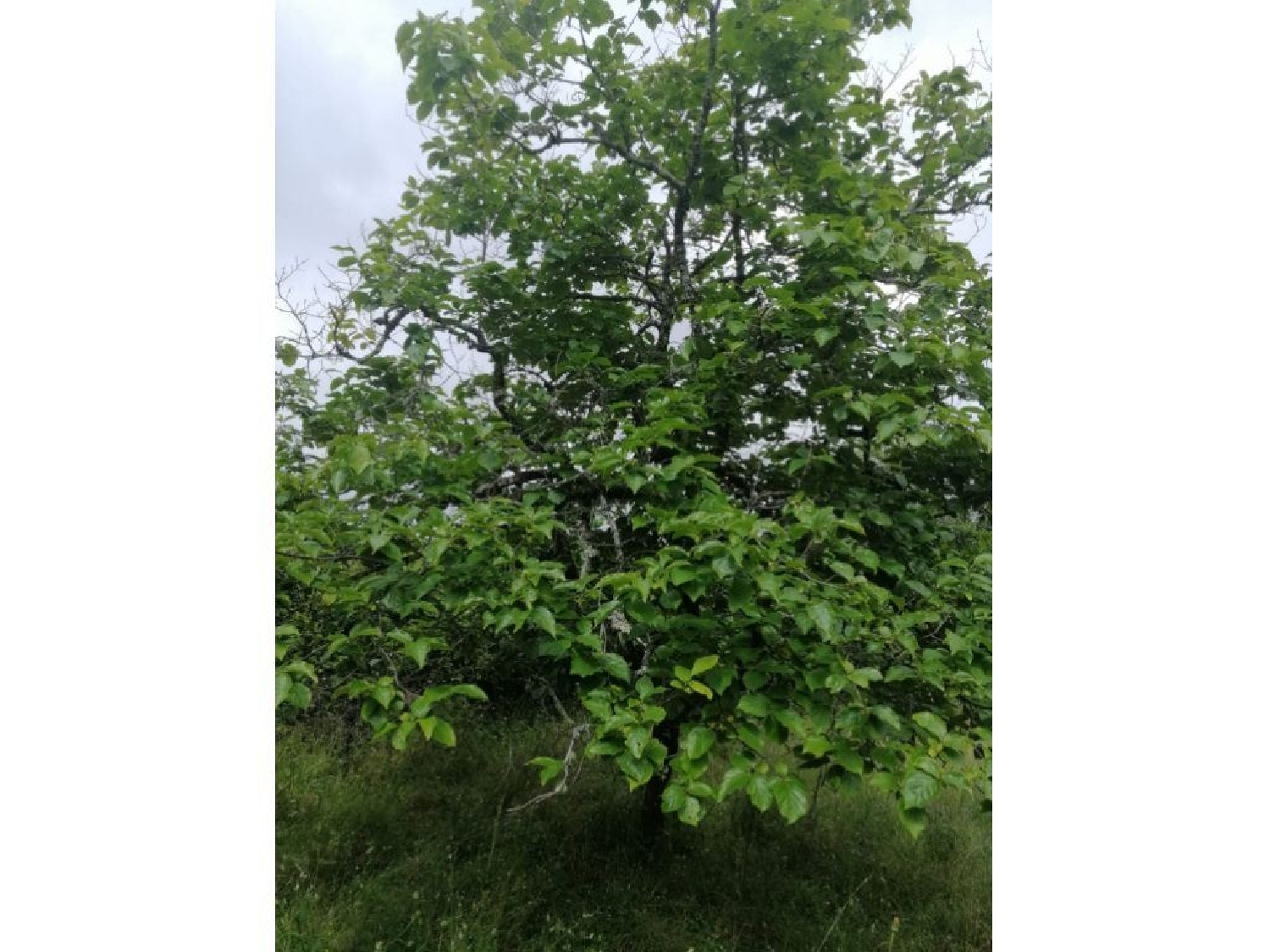  te koop huis Beirã Marvão 3