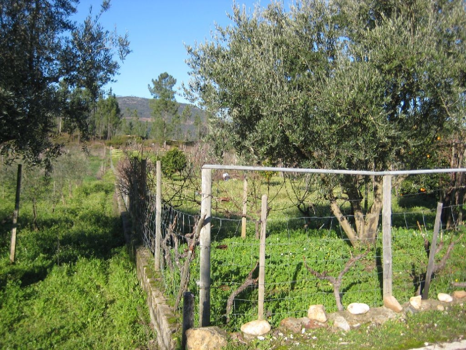 te koop huis Cernache do Bonjardim Sertã 3