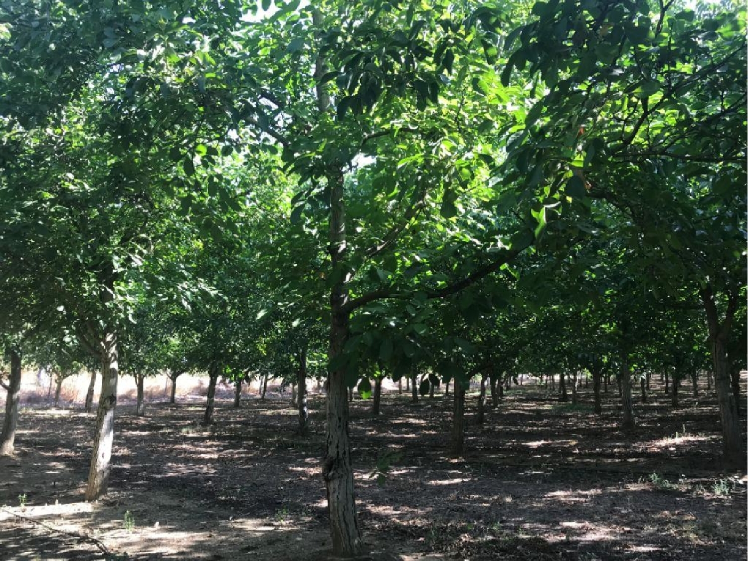  à vendre maison Estremoz Estremoz 1