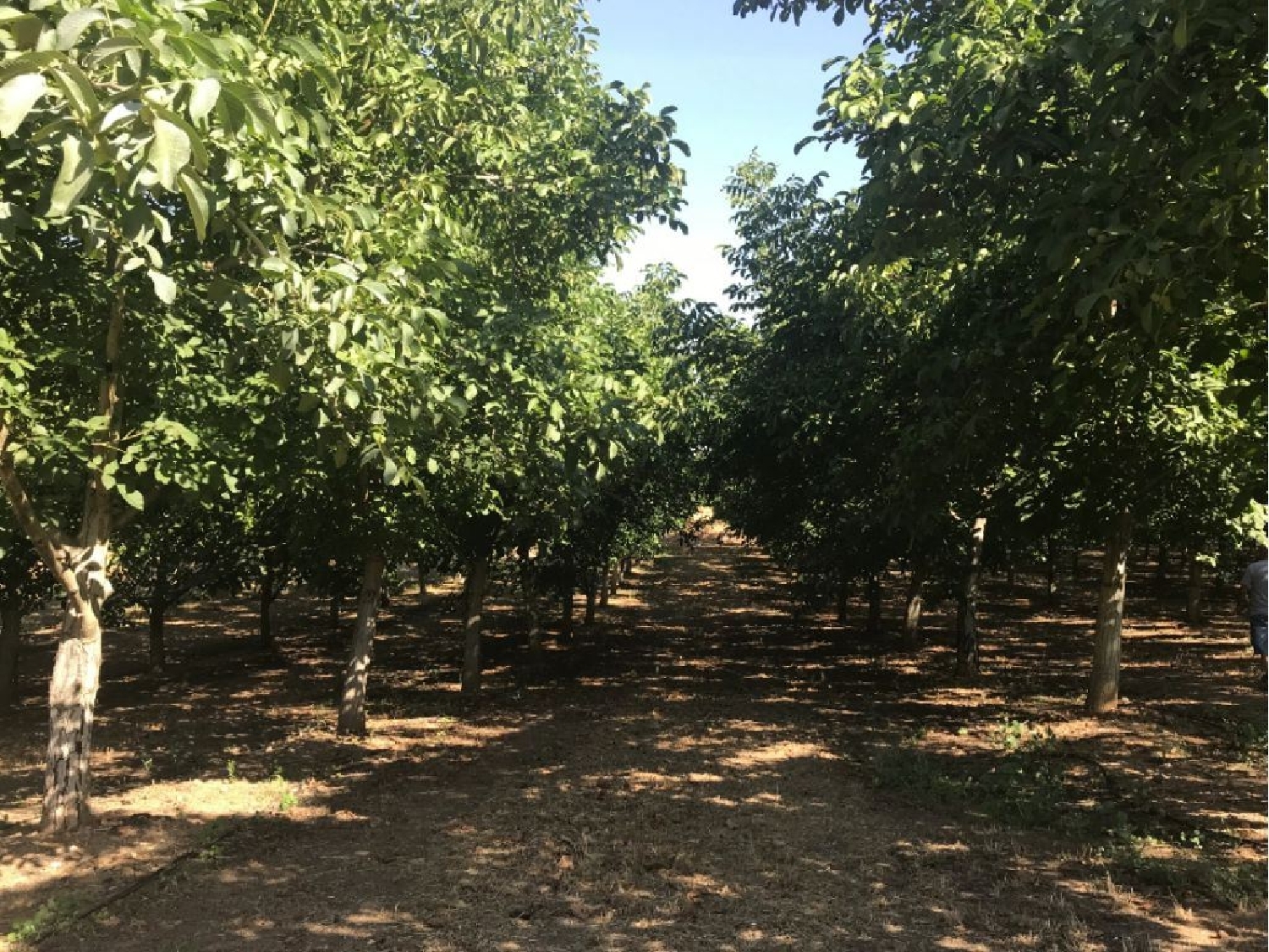 à vendre maison Estremoz Estremoz 3