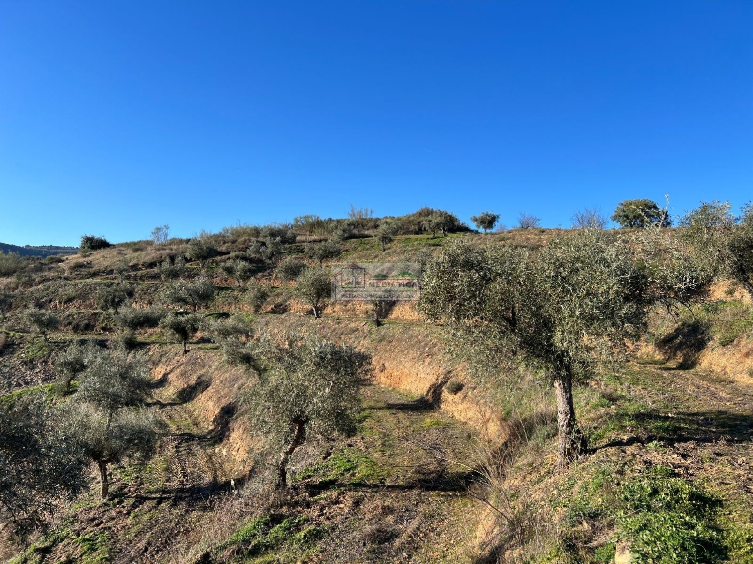à venda casa Eucisia Alfândega Da Fé 3