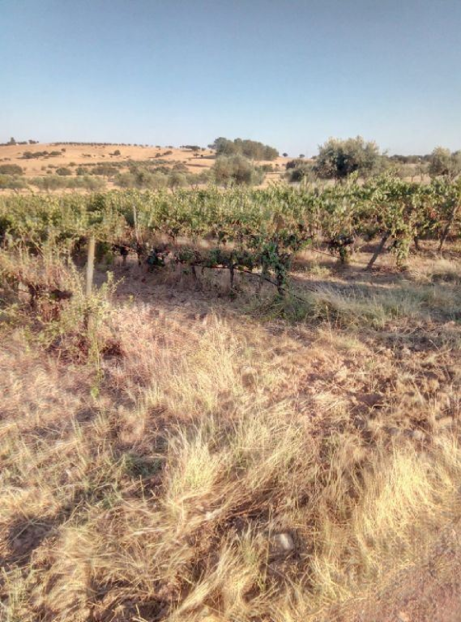  te koop huis Granja Mourão 1
