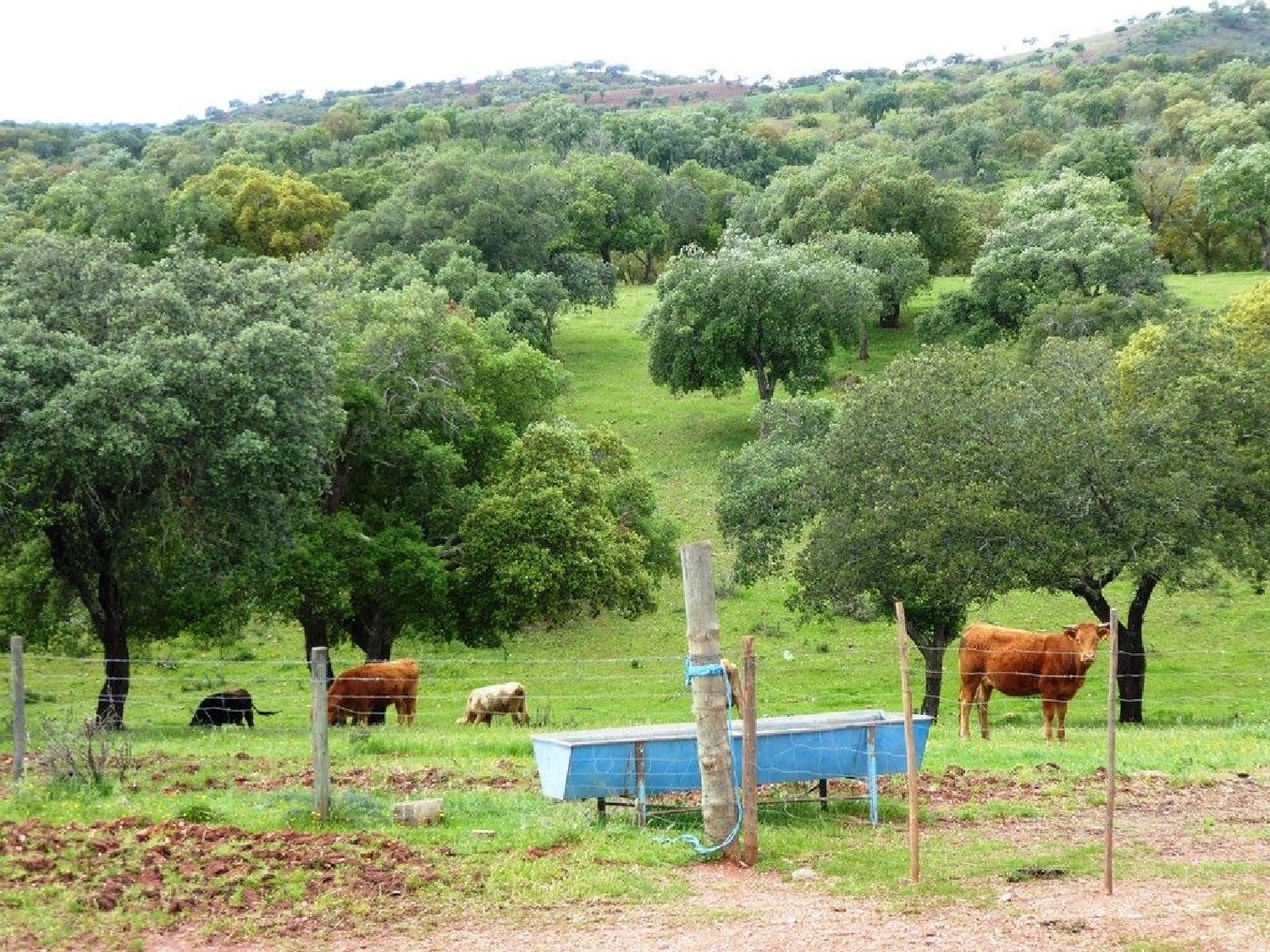 à venda casa Portel Portel 3