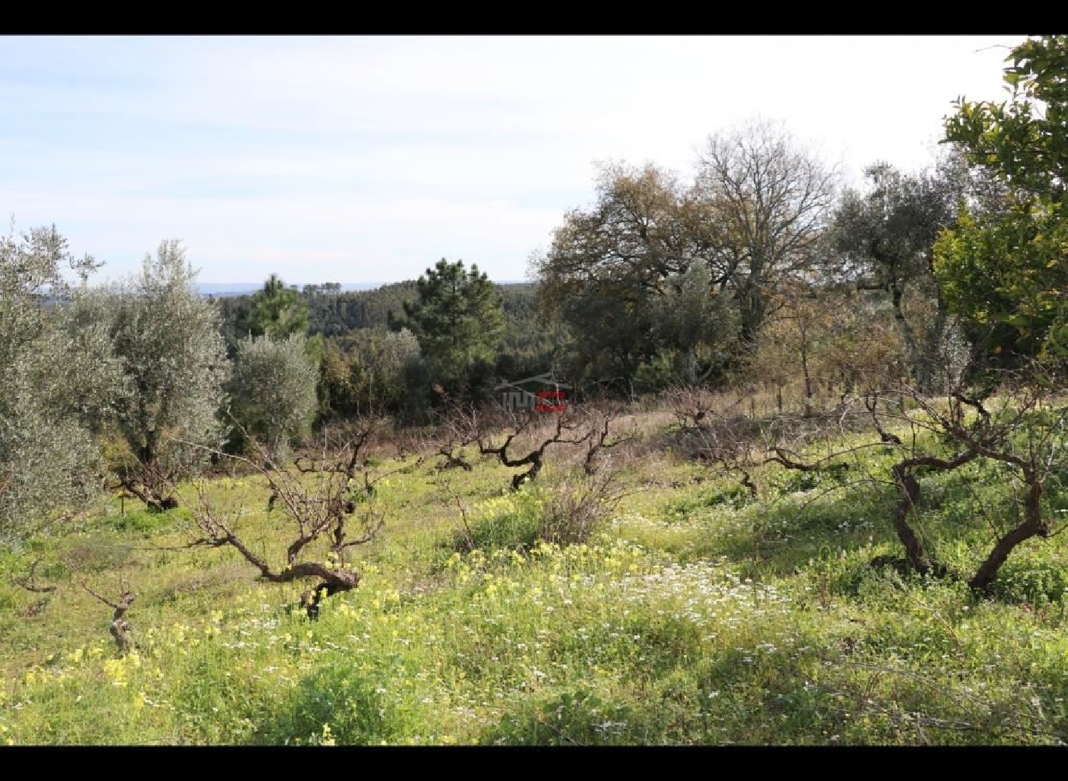 for sale terrain Alburitel Ourém 2